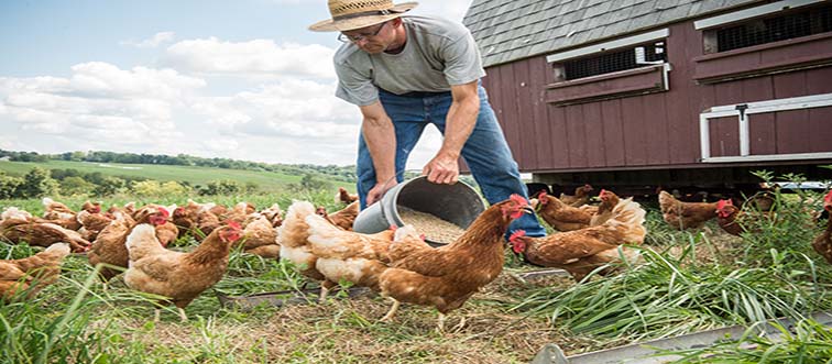 What is the vibe of the phrase “Don’t count your chickens before they hatch”?