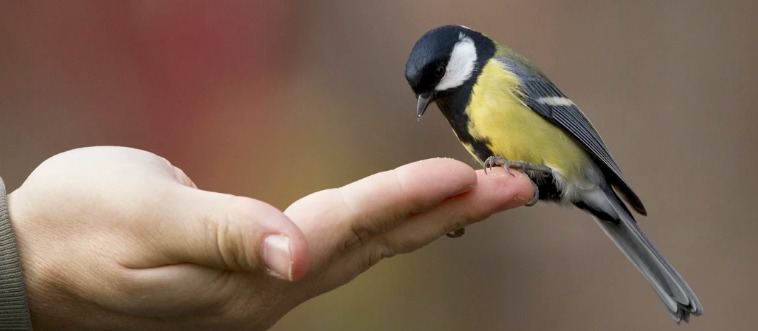 Finish this legendary lyric: A bird in the hand is better than two in the ___.