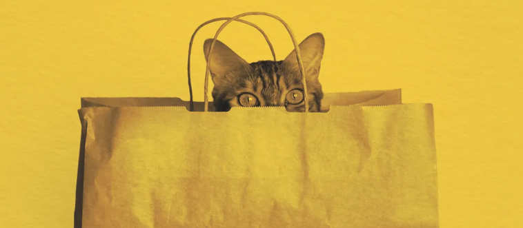 Let the cat out of the _____.