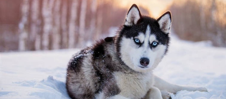 Which Arctic icon is this? A wolf-like superstar with a thick double coat, triangular ears, and those famous piercing blue or multi-colored eyes.